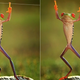 Illustration for article titled Those Adorable Animal Pics May Be Fake—and Cruel